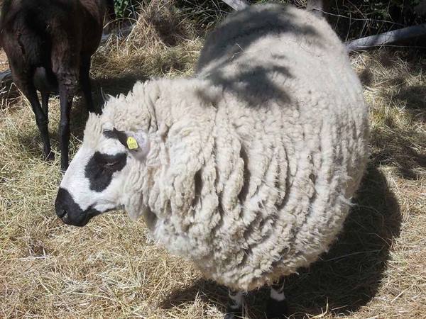 Woolly white sheep with black face standing on straw in sunlight