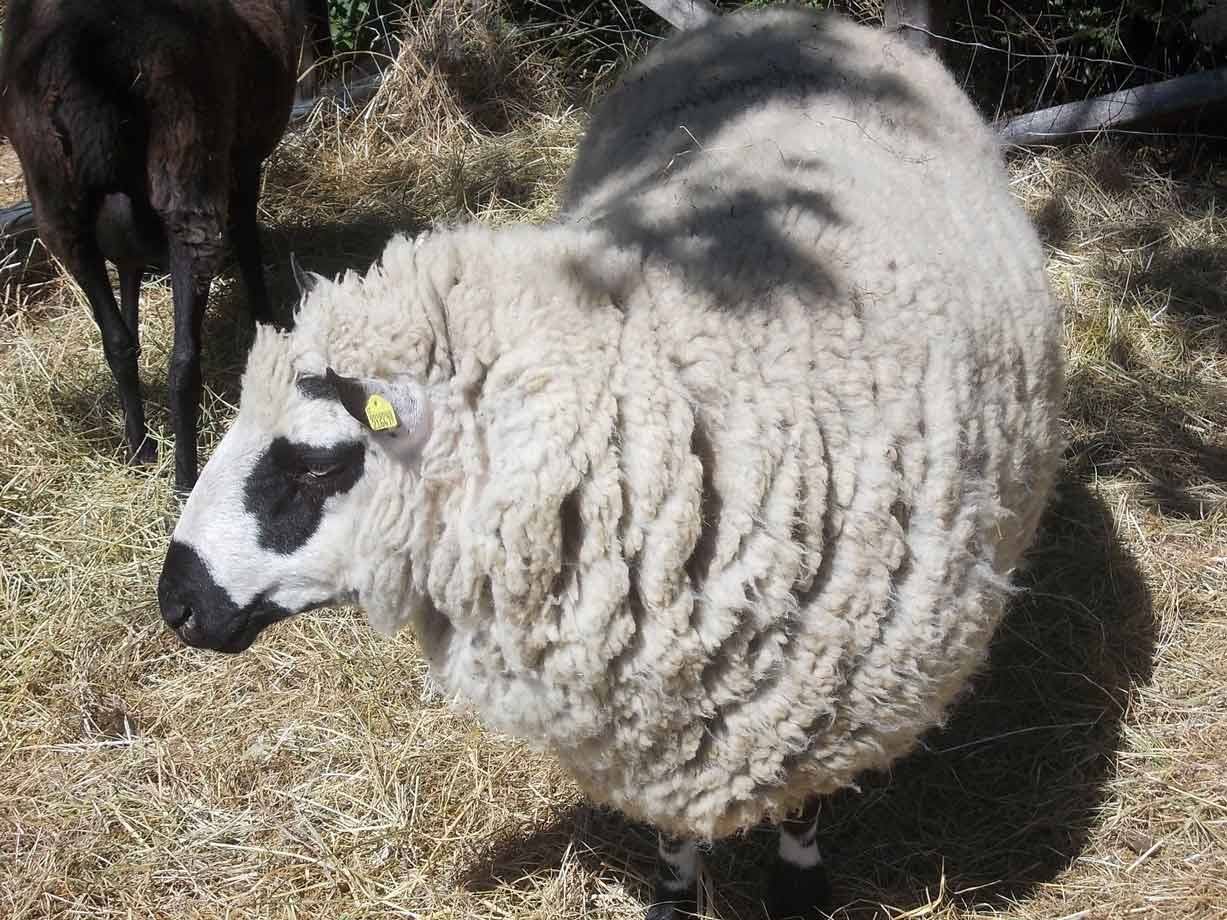 Pecora dal vello bianco lanoso e muso nero, su paglia al sole