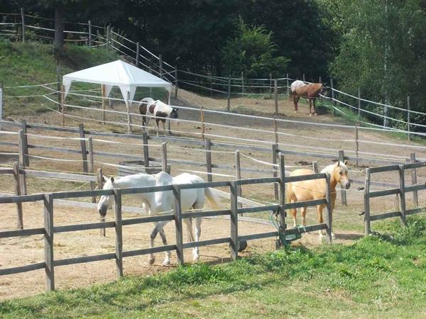 Horses in wooden fenced paddocks, a white one walks, white tent above