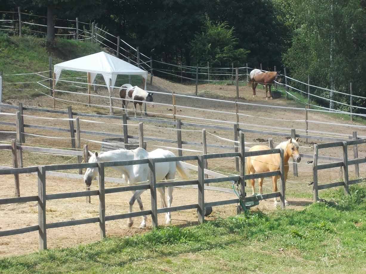 Cavalli in recinti di legno, uno bianco cammina verso l'acqua, padiglione bianco
