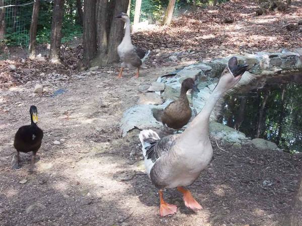 Geese and ducks in a dirt enclosure beside a small stone-edged pond
