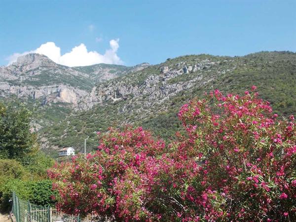 Pink oleander bushes blooming before green rocky mountains, white house among trees
