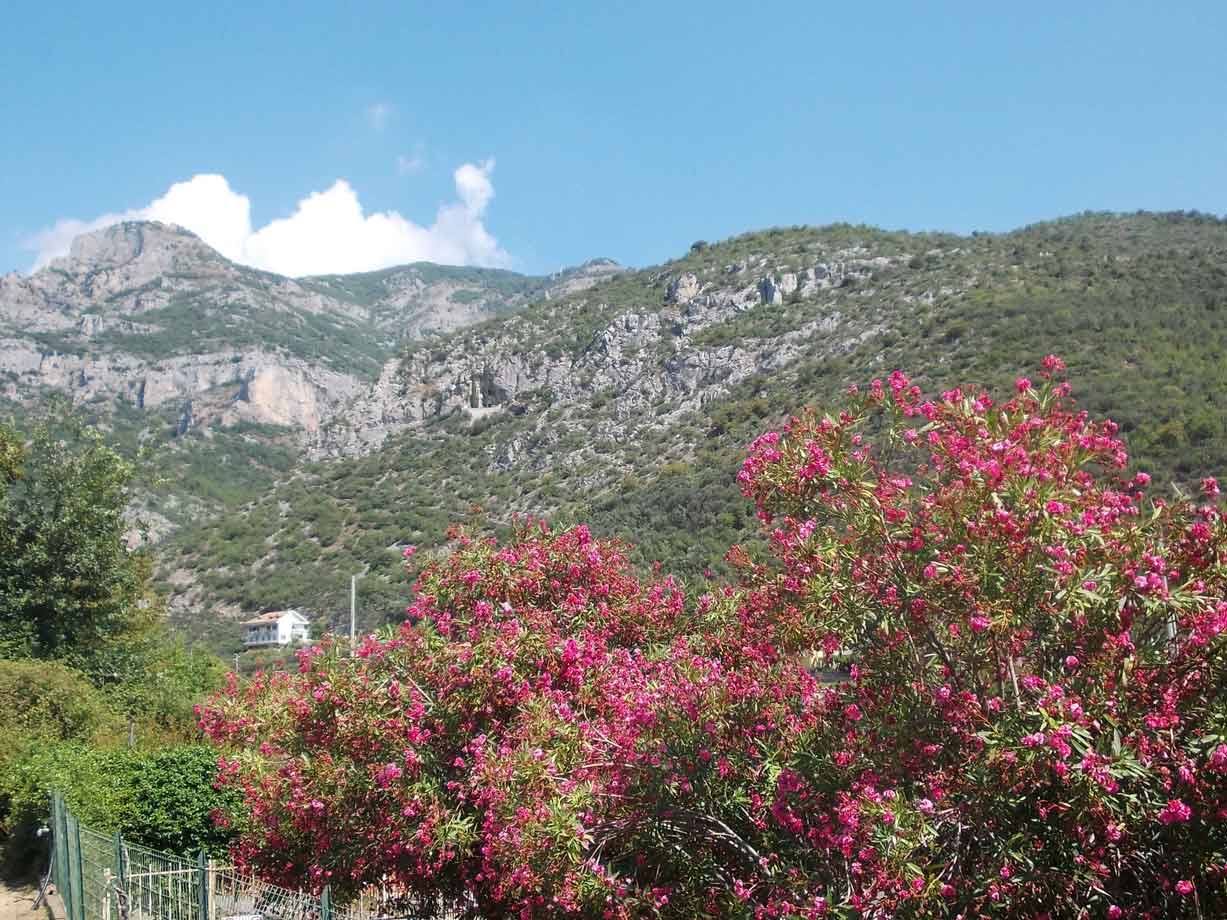 Oleandri rosa fioriti davanti a montagne rocciose verdi, casa bianca tra gli alberi