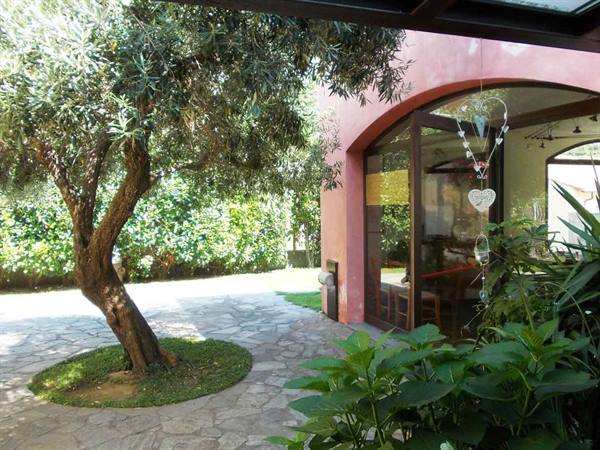 Olive tree in a garden in front of a pink house with stone floor