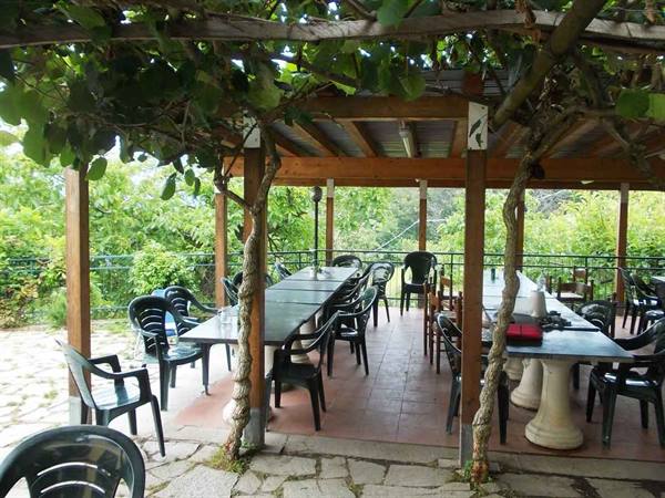 Tables under a wooden pergola with vines, plastic chairs, daylight