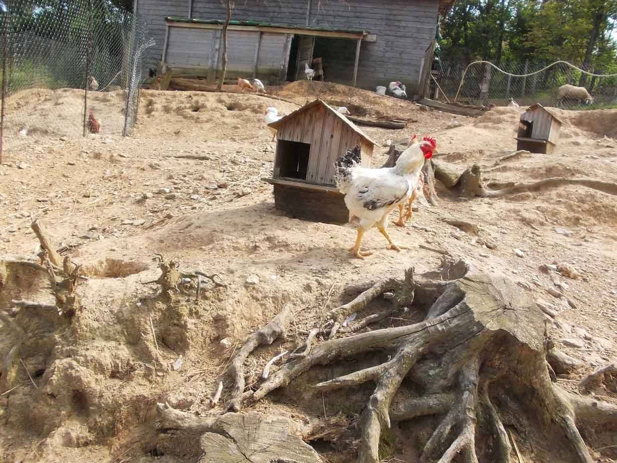 Gallo bianco cammina sulla sabbia tra ceppi e casette di legno
