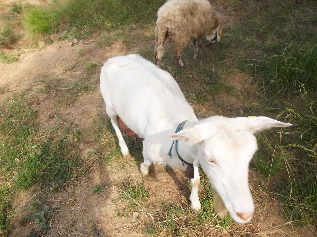 Capra bianca con collana e campanella al pascolo, un'altra capra bruna brucia l'erba