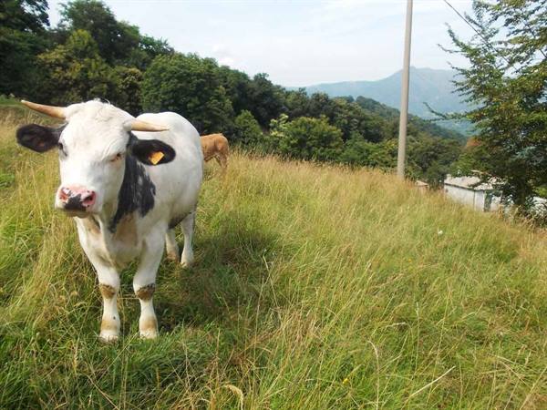 White cow with black spots looks at the camera in a green mountain meadow