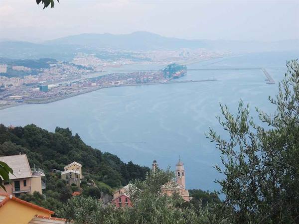 The gulf of Genoa with harbor and breakwater, seen among olive trees