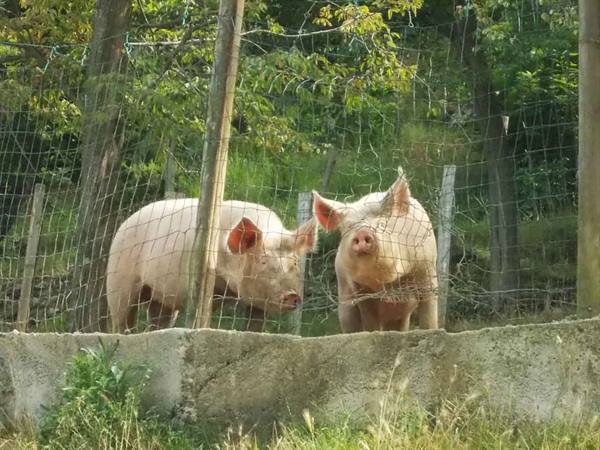 Two pink pigs behind wire fence, among green trees and a concrete wall