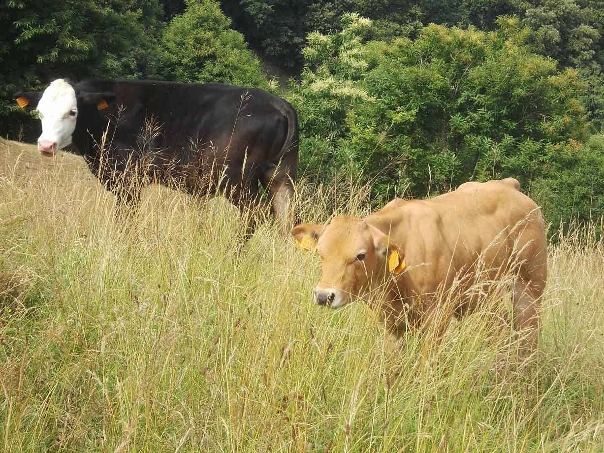 Due mucche con orecchini gialli tra erba alta, alberi verdi dietro