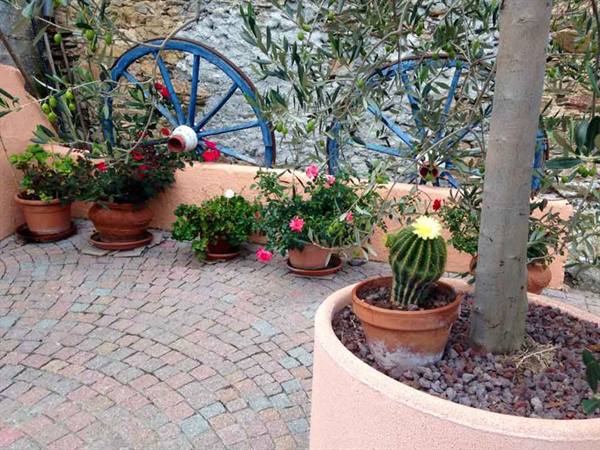 Terracotta pots with flowers and cactus beside decorated blue wooden wheels
