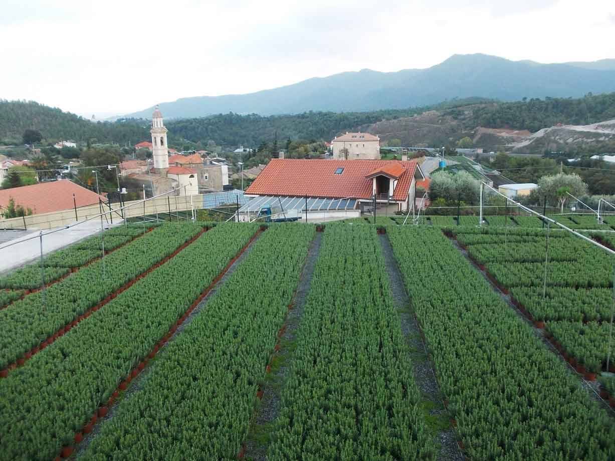 Vivaio con filari di piantine, case con tetti rossi e campanile tra le montagne