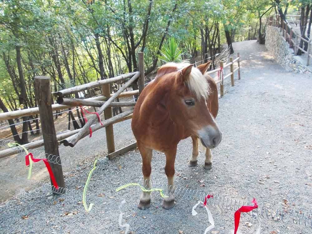 Cavallo baio con criniera bionda accanto a una staccionata di legno nel bosco