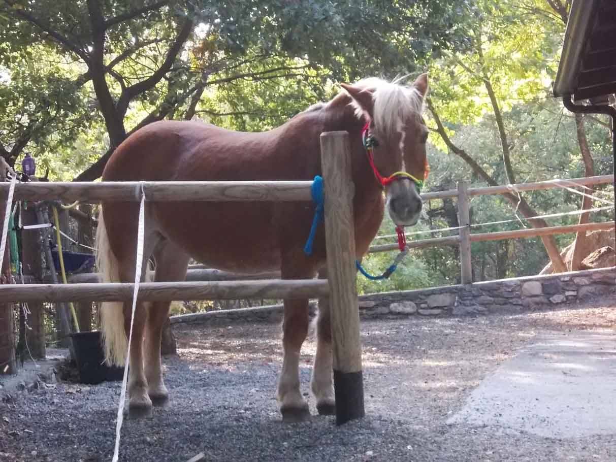 Cavallo baio legato alla staccionata di legno, luce tra gli alberi
