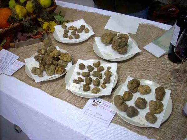 White truffles displayed on plates over a burlap tablecloth at a fair