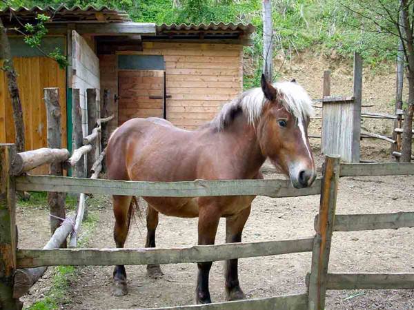 Love for horses