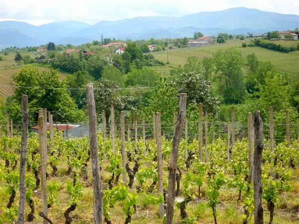 Vineyards and hills in Carpeneto