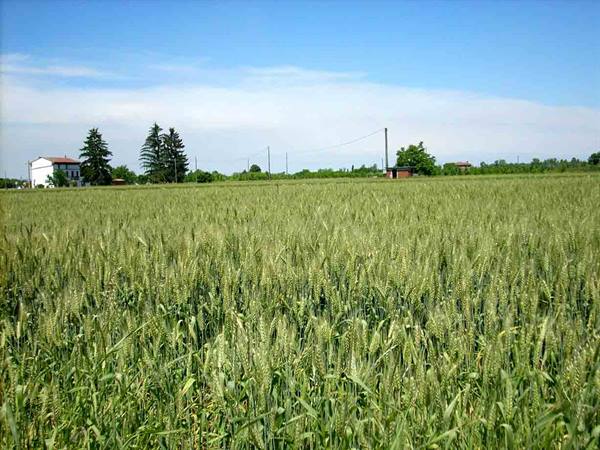 The tranquillity of the fields