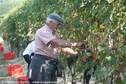 Piacere Monferrato: Farm experience grape harvest