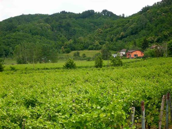 Vineyards of Gavi