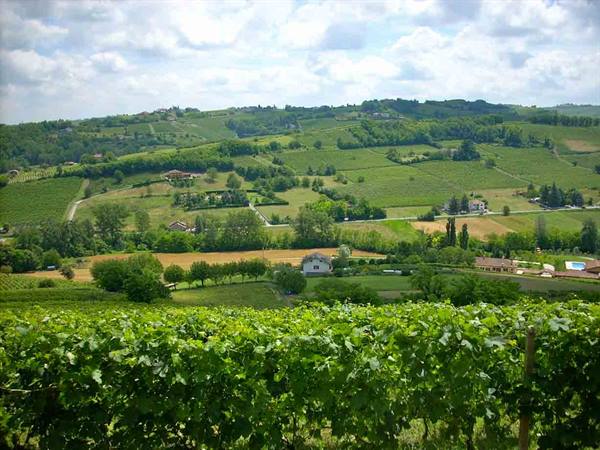 Vineyards in Nizza Monferrato