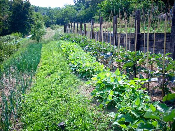 The vegetable gardens of Agriturismo Gemma