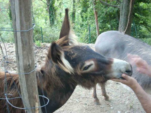 A little donkey at the Farm