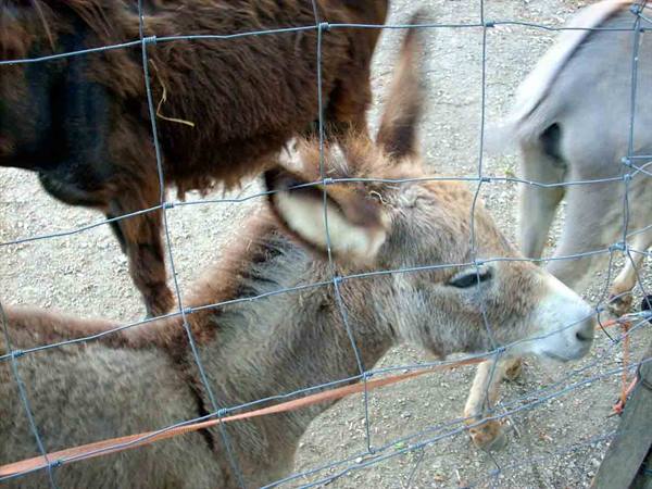 Another little donkey