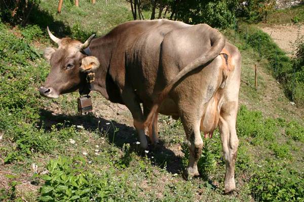 and a cow...