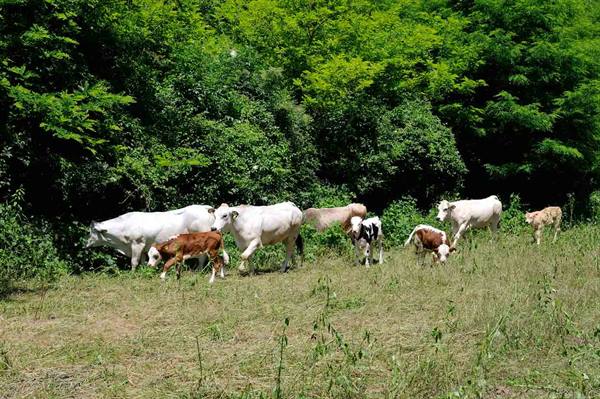 The cows of the Agriturismo