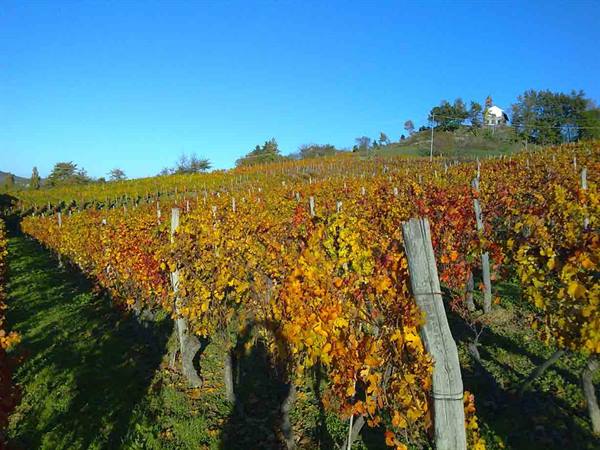 The vineyards of the Cà Bensi farm in late autumn