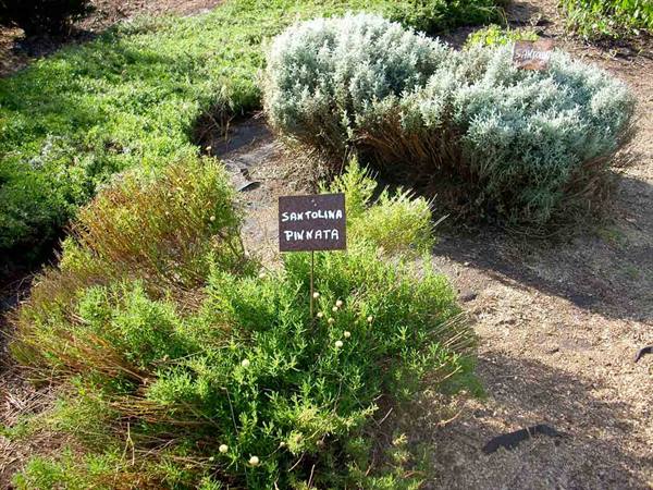 Cascina Molino Torrine: Cultivation of aromatic herbs