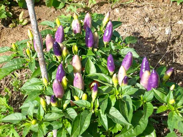 Cascina Molino Torrine: Numerous varieties of chili peppers