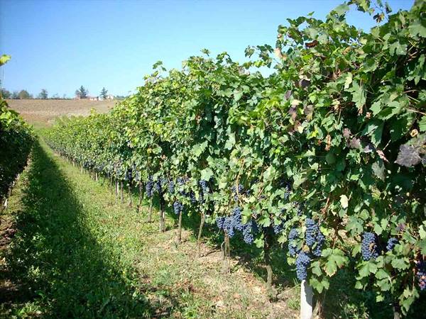 Among the rows of the Bottazza farm