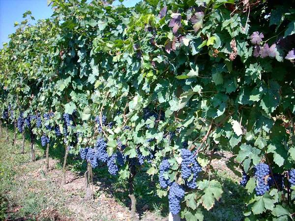 Bunches of grapes in the vineyards of the Bottazza farm