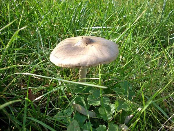 Mushrooms in the park