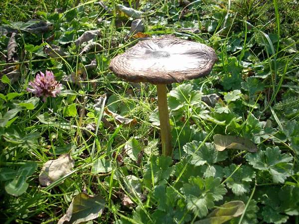 Mushrooms in the park