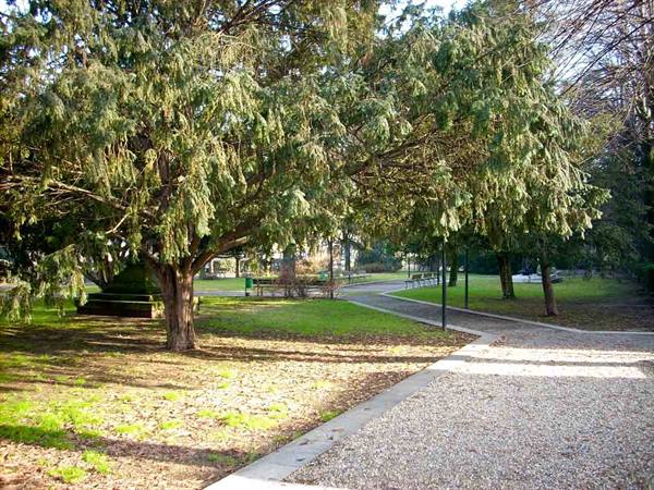 Large conifer in a public park, gravel path, benches and winter sunlight