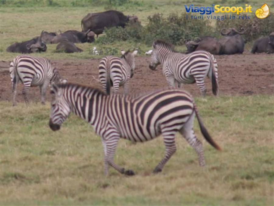 zebras
