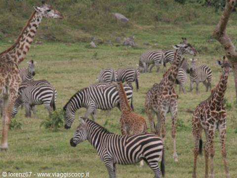 zebras and giraffes