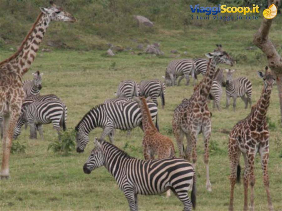 zebras and giraffes