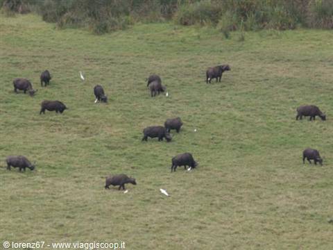 buffaloes