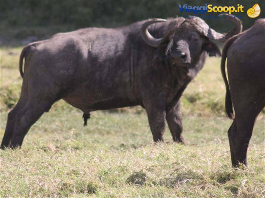 buffalo