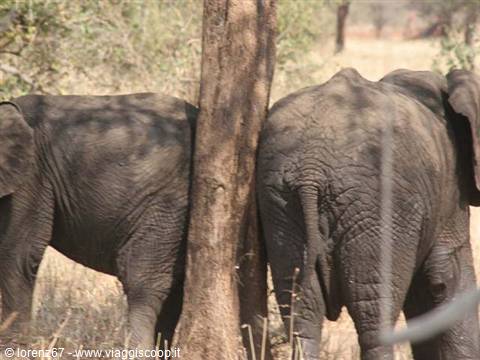 elephants