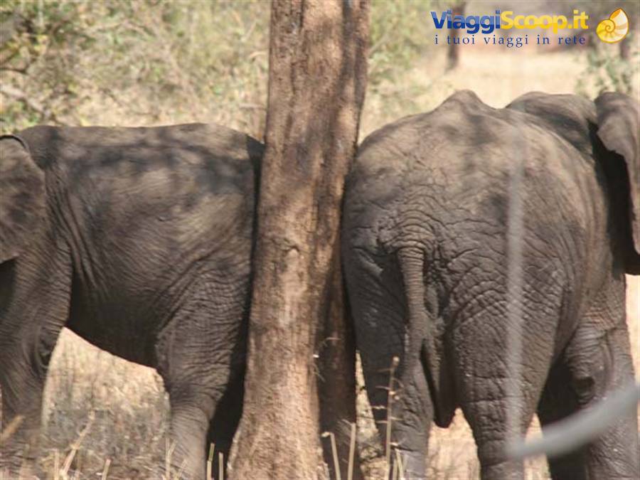 elephants