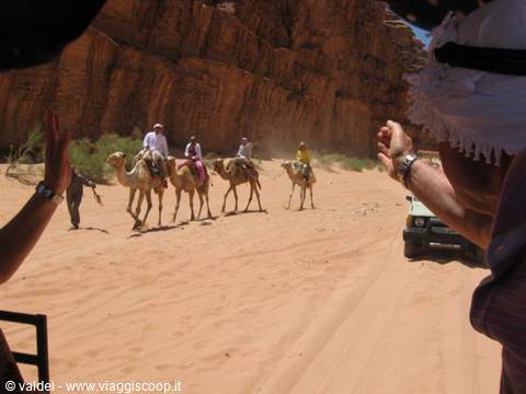 Camels in the Wadi Rum desert