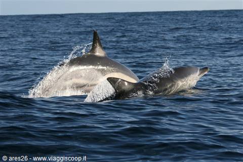 Two dolphins leap out of the blue ocean water