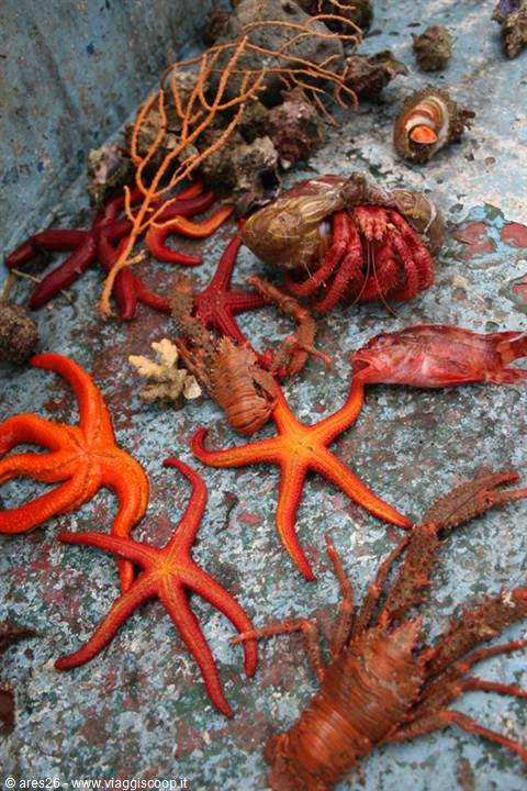 Red starfish, crab and hermit crab on a blue wooden boat