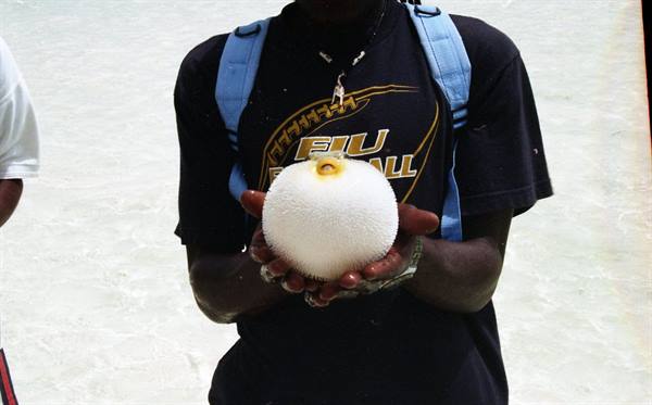 The puffer fish.
